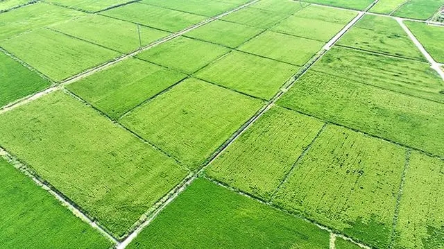 绵竹推进现代农业园区规划建设　夯实高质量发展根基